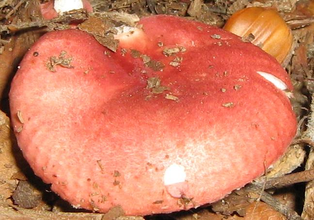 Escursione a Limestre e funghi da identificare